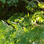LA NATURE AVEC UN REGARD NOUVEAU