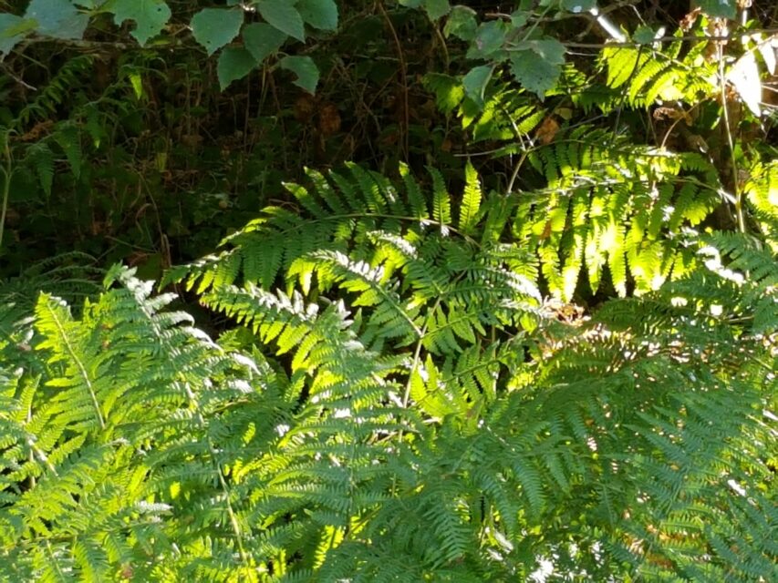 LA NATURE AVEC UN REGARD NOUVEAU