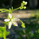 MÉDITER AU PRINTEMPS