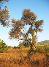 arbre_desert_cabinet_biezanek arbre_desert_cabinet_biezanek