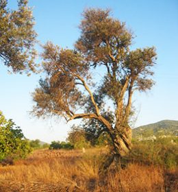 arbre_desert_cabinet_biezanek arbre_desert_cabinet_biezanek